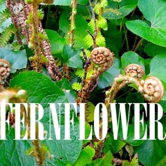 FERNFLOWER
