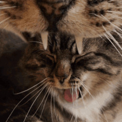 sorry im not here :)