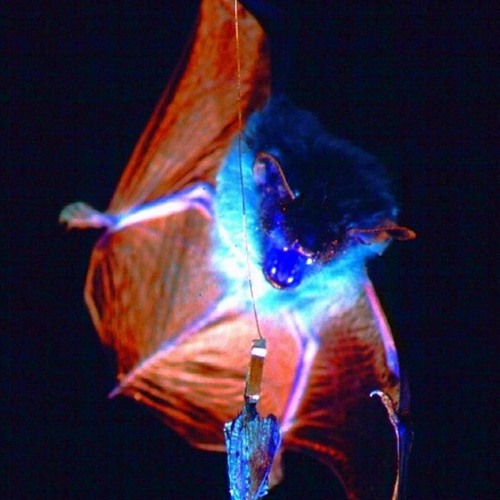 Bat Eats Moth’s avatar