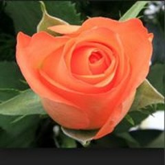 Genuine Muslimah Davine