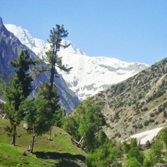 Karim Alam