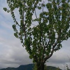 Chalobon Chatchaiwong