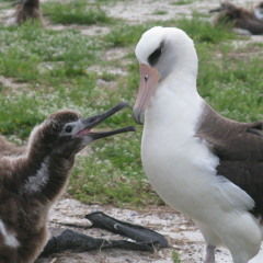 Oahu Seabird Group