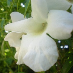 Carrera: Narrated Walk (Assignment 3)