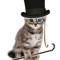 Mr.Kittens and Gibberish