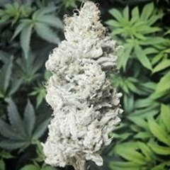 Washingtondc Mjequipment