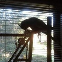 Tracye Sullins Younger