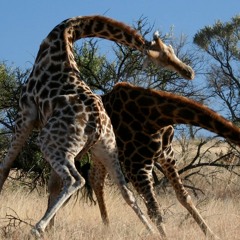 giraffesfighting