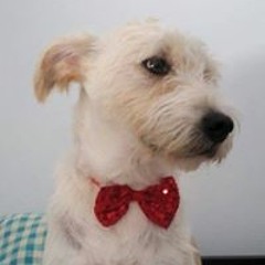 Pablo Sánchez Espinosa