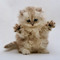 hinaa