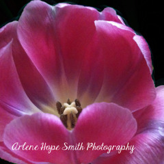 Photography & Design