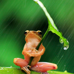 Dj Raindrop