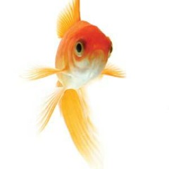 red goldfisher