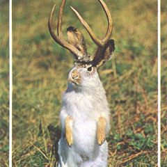 Jackalope