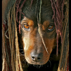 dreadlocksrecords