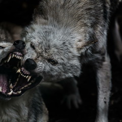 wolfman vicious