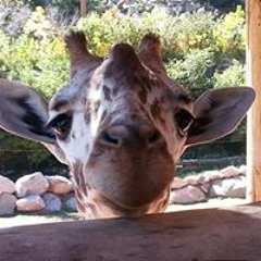 Sierra 'Bolly Cakes' Bufe