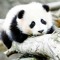 DrPanda