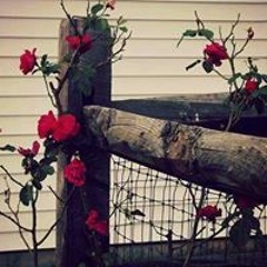 yaqeen sroor