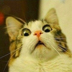 inglip_cat