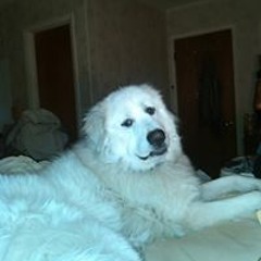 Dani Lynne Ingersoll