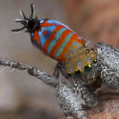 SparkleMuffin