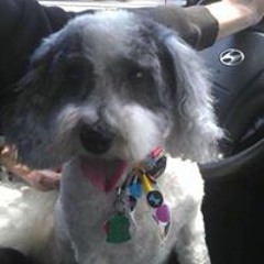 Jessie A Dormody-Longpre