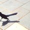 Casual Crow.