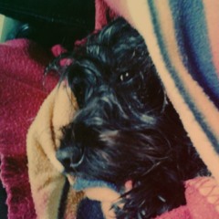 Steven Vandenoortgaete