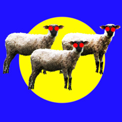 les moutons tondus