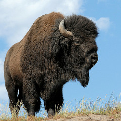negro_bison