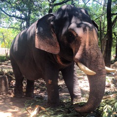 kingaditya