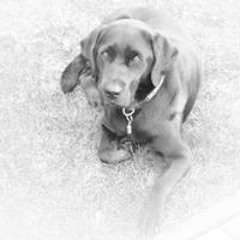 Robert Steigenberger