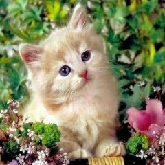 Rishikesh singh Thangjam