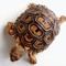 Demon Shell