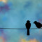Wirebird