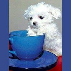 Samah Said Al Gattoufi