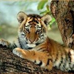 Miguel Angel Garci Pelaez