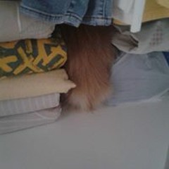 Annabelle van Teeseling