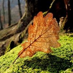 Spring Leaf