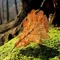 Spring Leaf