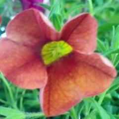 Denise Green Chapman