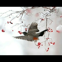 تلاوات خاشعة