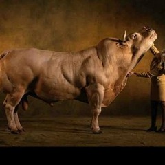 The Almighty Beef