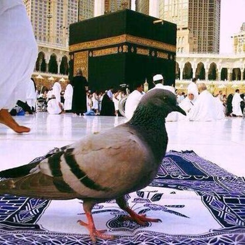 د.هبة رؤوف - ولو كنت وحدك