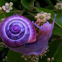 SniGeL