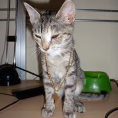 Antonio Lorenzo Grande