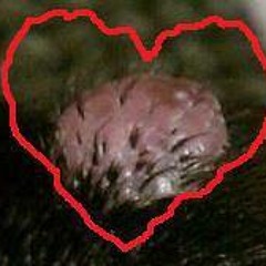 Tina Tina Rossingham