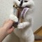 【Koala】