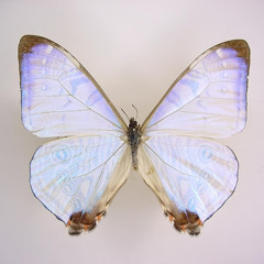 Paradise (Sade) LIVE